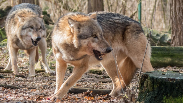 Tizenhat farkasfalka és ezer medve kóborol a magyar határnál