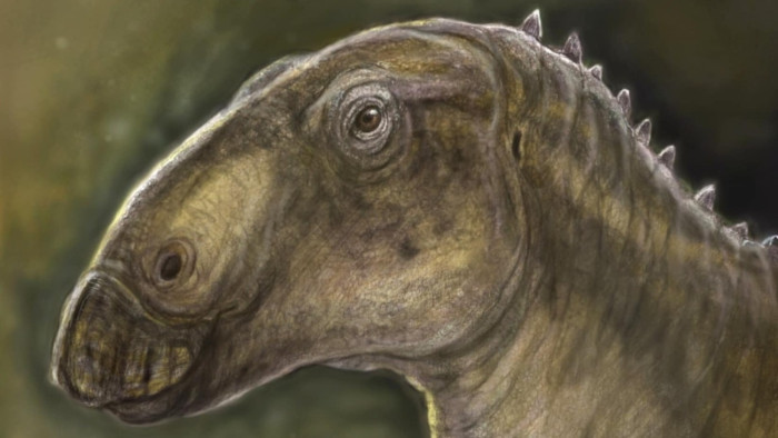 Különleges kacsacsőrű állatot fedeztek fel Erdélyben