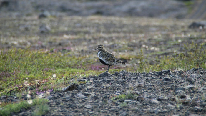 Akkora csapat aranylile tanyázott a Fehér-tavon, hogy az a tapasztalt szakértőket is meglepte
