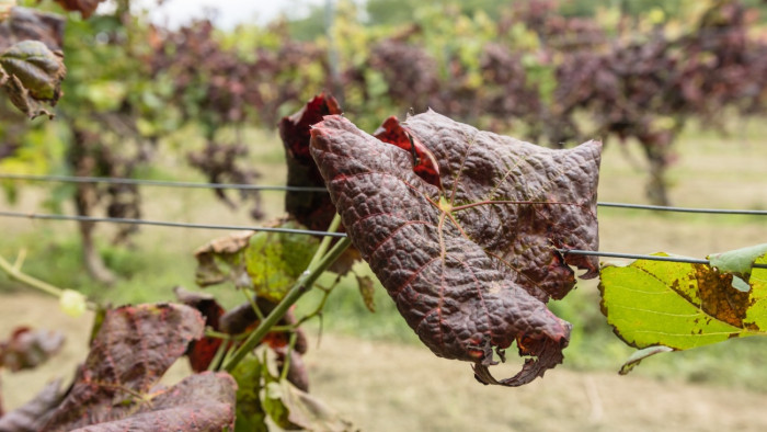 Újabb kormányzati lépés a magyarországi szőlőket pusztító veszélyes kór ellen