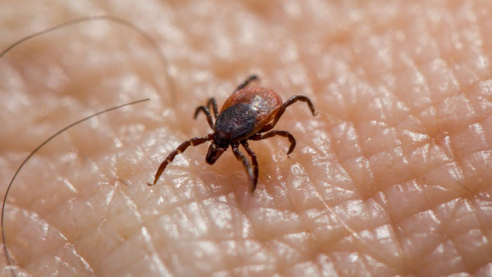 Új szuperfegyver érkezhet a Lyme-kór ellen