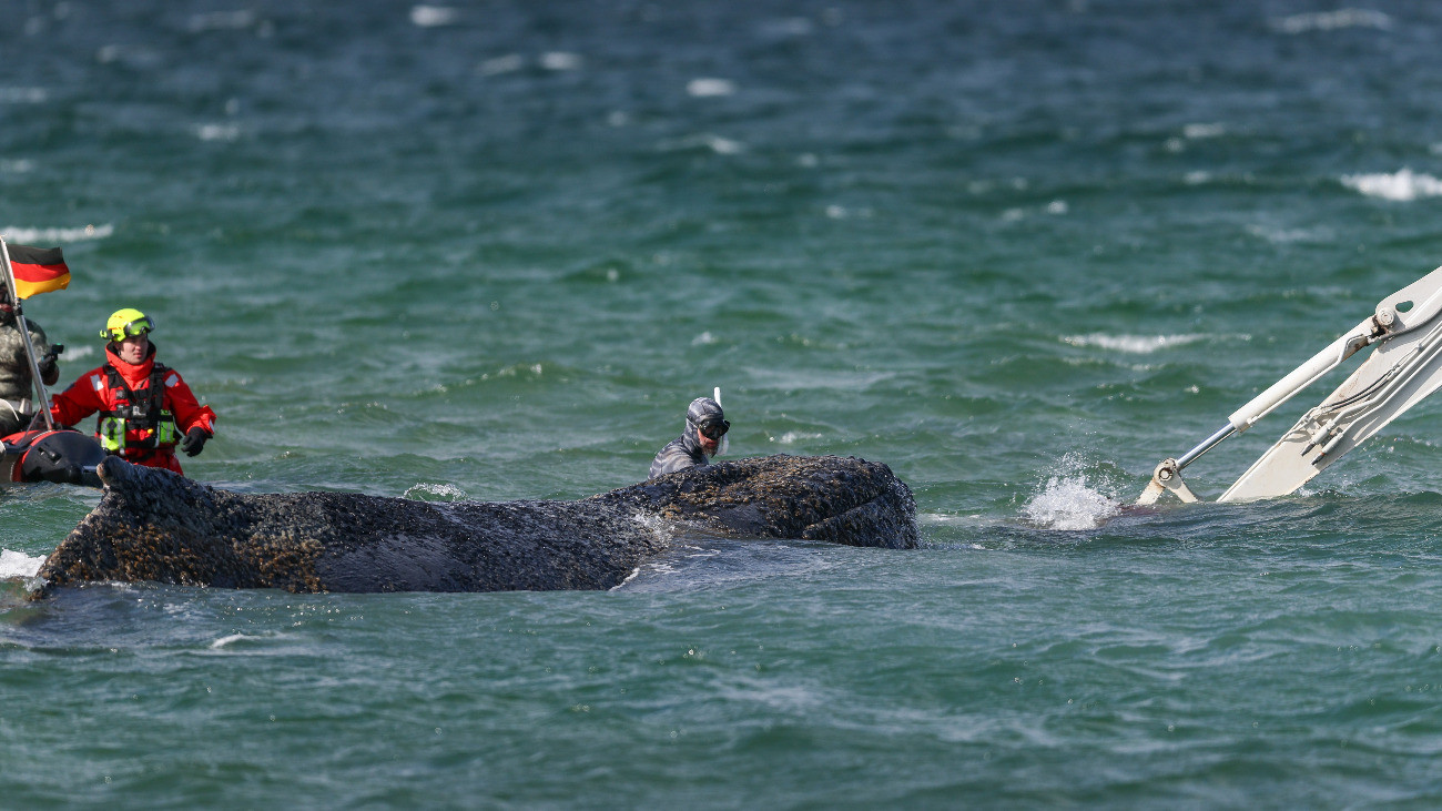 Kiszabadult a német partoknál bajba jutott bálna – videó