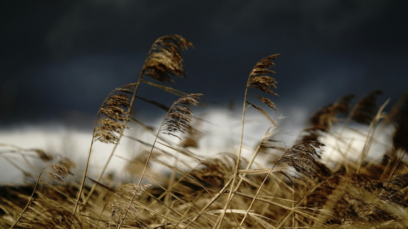 A szélben hajladozó nád, sötét viharfelhővel a háttérben.