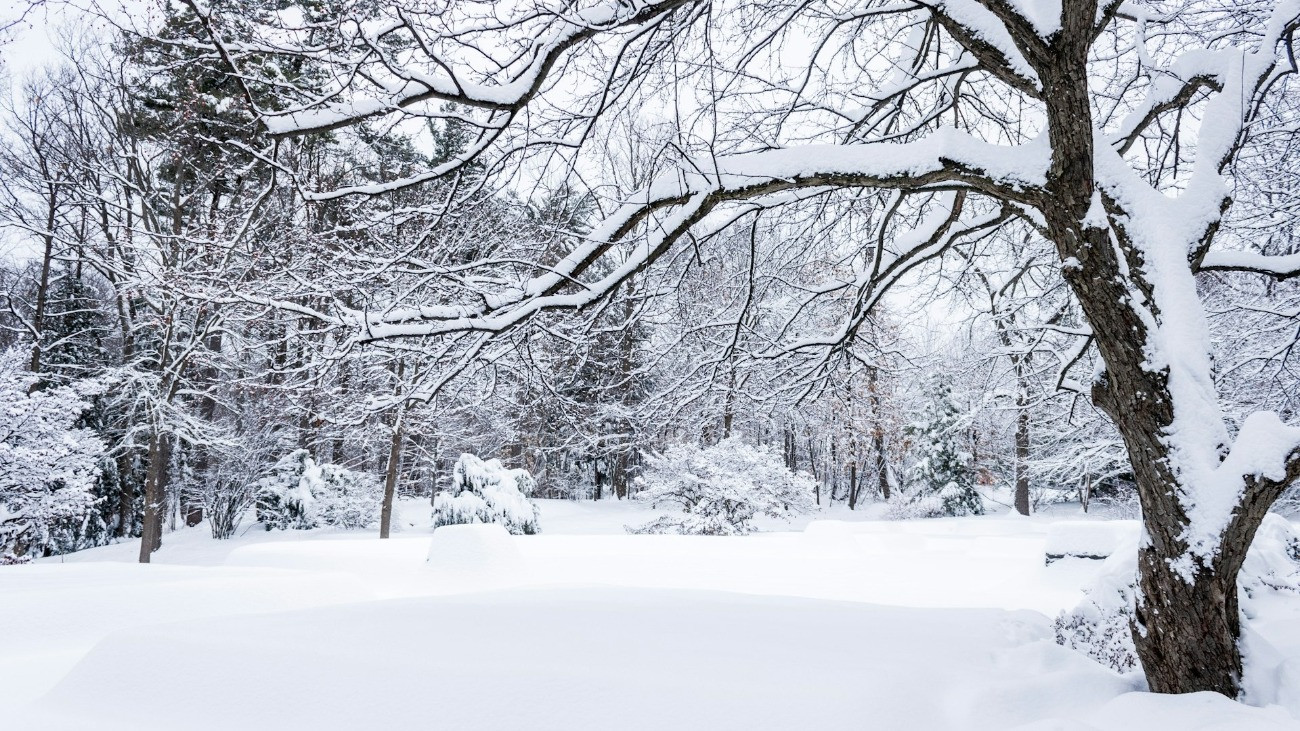 Hóval vastagon befedett fák, bokrok.