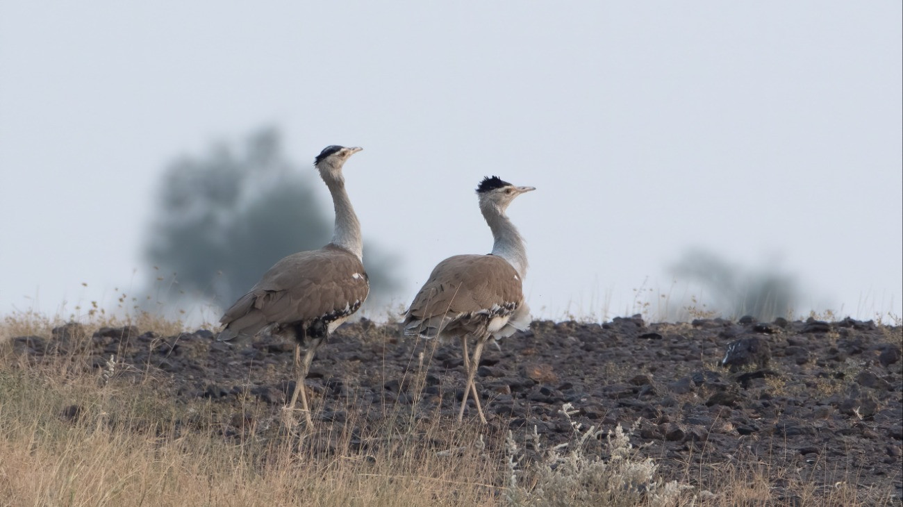 great Indian bustard (Ardeotis nigriceps) or Indian bustard, among the heaviest of the flying birds, at desert national park in Rajasthan, India