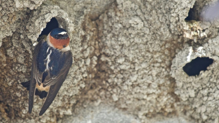 Orbán Zoltán: egyszerű módszerekkel segíthető a fecskeállomány visszaerősödése