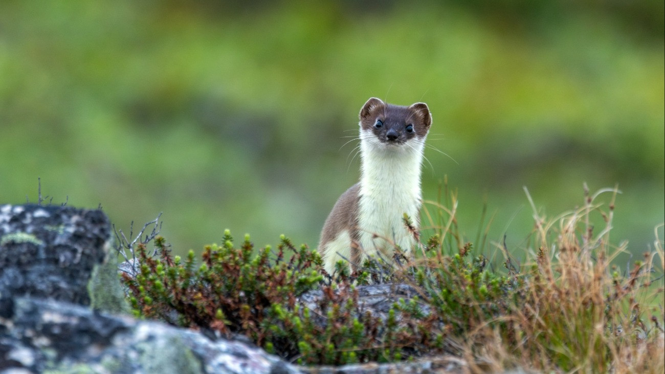 A small predator, Stoat standing still on a fell in Urho Kekkonen National Park, Northern Finland