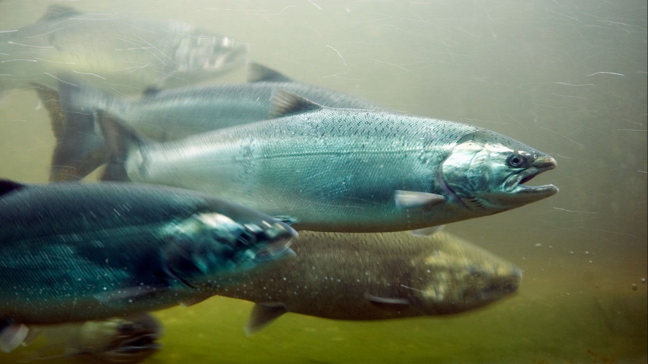 Lazacok úsznak a vízben.
