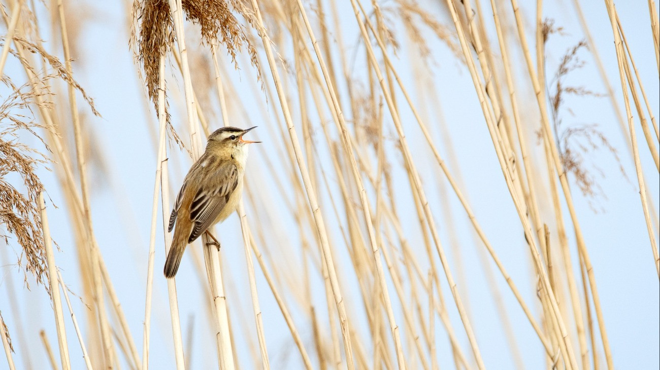 A sedge warbler perched on sedge reeds at the edge of a river with its beak open singing or calling