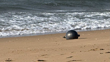 Űrből jött gömböket találtak egy strandon