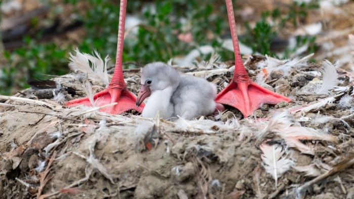 Már totyognak az első flamingóbébik Nyíregyházán – képek