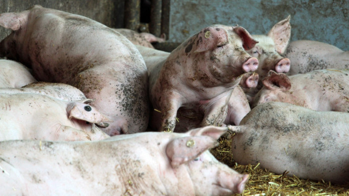 Több mint ezer sertés pusztult el a lángok között
