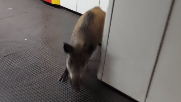 A Dunát átúszva érte el a metrót a lelőtt vaddisznó