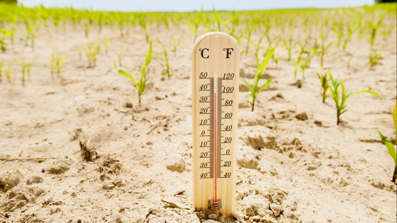 Thermometer at agricultural field with dry soil and small plants.