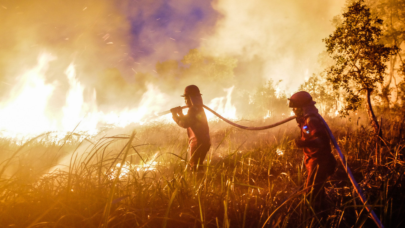Sok élelmiszerünkben van pálmaolaj – ami miatt lángolnak az őserdők
