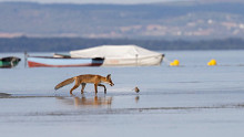 Vidám ragadozók csobbantak a Balatonban iskolakezdéskor