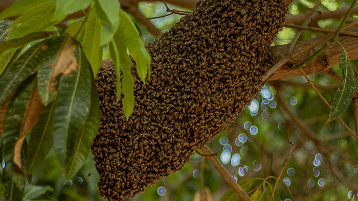 Saját testével védte hároméves kisfiát az anya a támadástól, ő halt bele